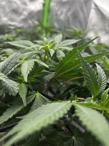 Growreport Bild 5