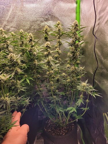 Growreport Bild 1