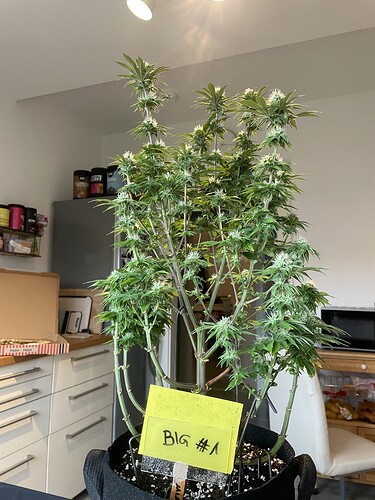 Growreport Bild 6