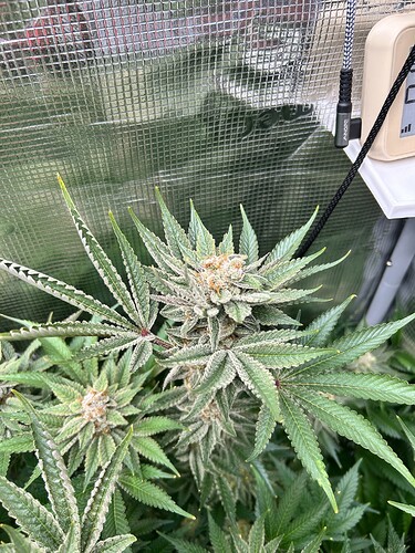 Nahaufnahme einer blühenden Cannabispflanze mit dichtem Harzbesatz und ausgeprägten Trichomen.