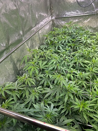 Growreport Bild 53
