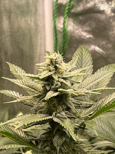 Growreport Bild 8