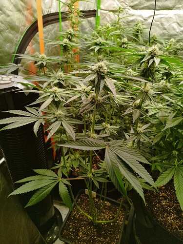 Mehrere Cannabispflanzen in der Blütephase, einige mit deutlichen Blütenansätzen, stehen in Töpfen in einem Zelt.