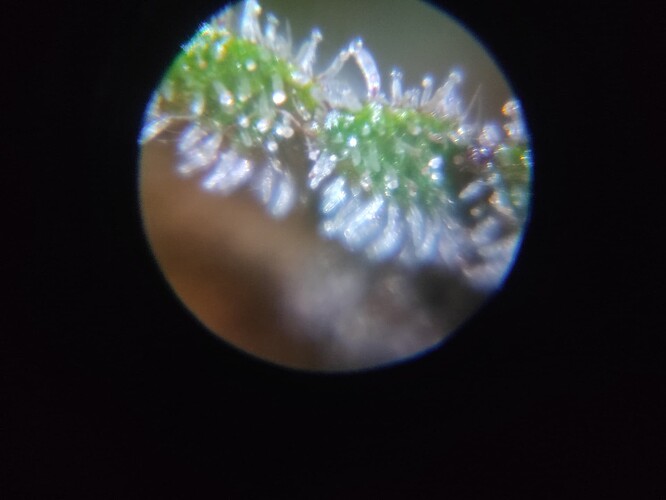 Growreport Bild 3