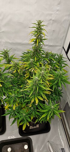 Growreport Bild 13