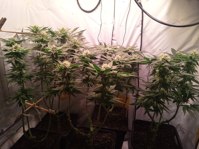 Growreport Bild 2