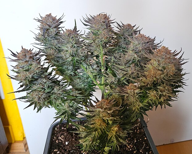 Growreport Bild 47