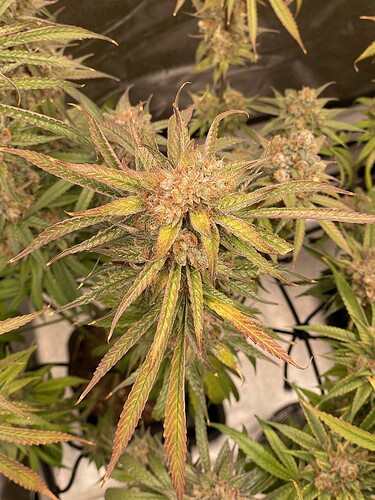 Growreport Bild 22