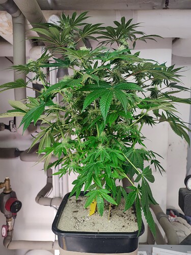 Growreport Bild 84