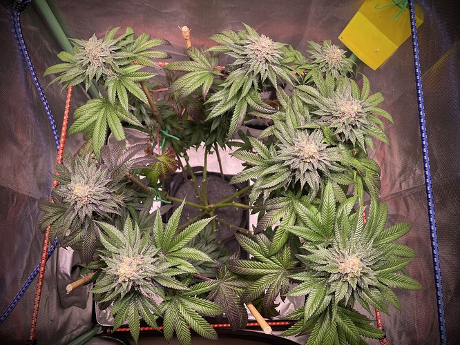 Growreport Bild 8