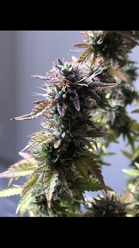 Growreport Bild 12