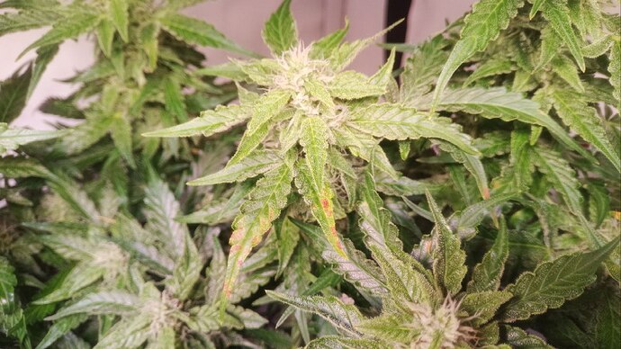 Growreport Bild 11
