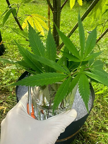 Growreport Bild 29