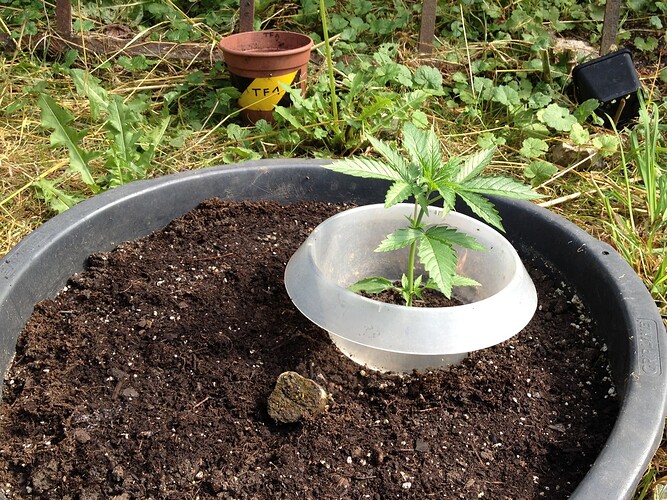 Growreport Bild 59