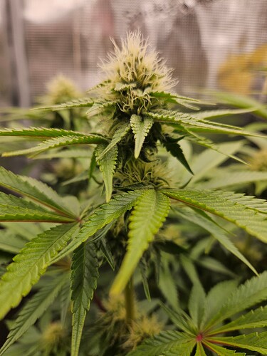 Growreport Bild 7