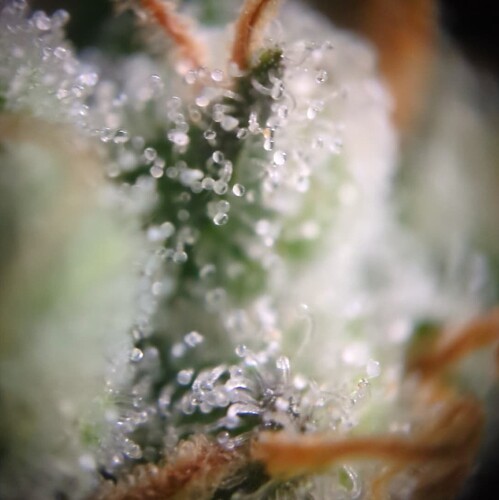 Growreport Bild 6