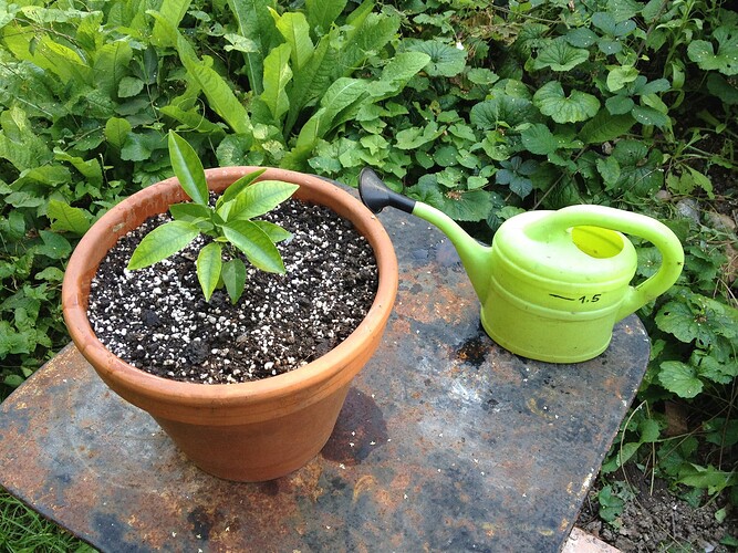 Growreport Bild 41