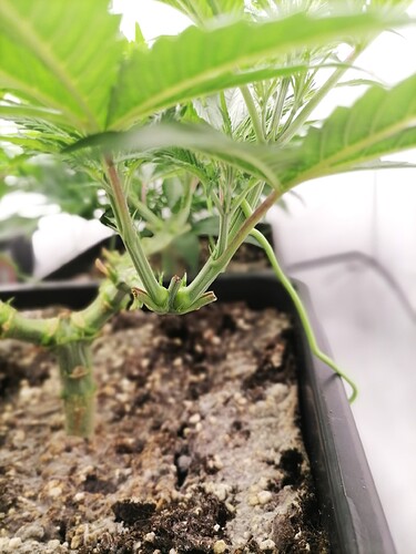 Growreport Bild 23