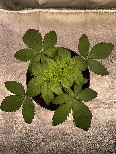 Growreport Bild 2