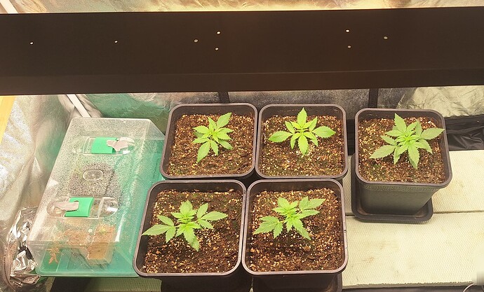 Growreport Bild 4