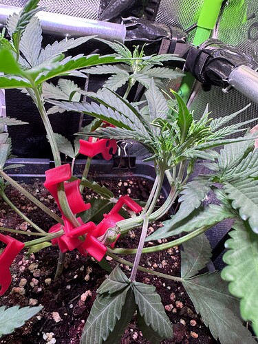 Growreport Bild 13