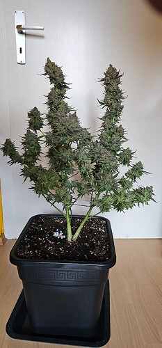 Growreport Bild 38
