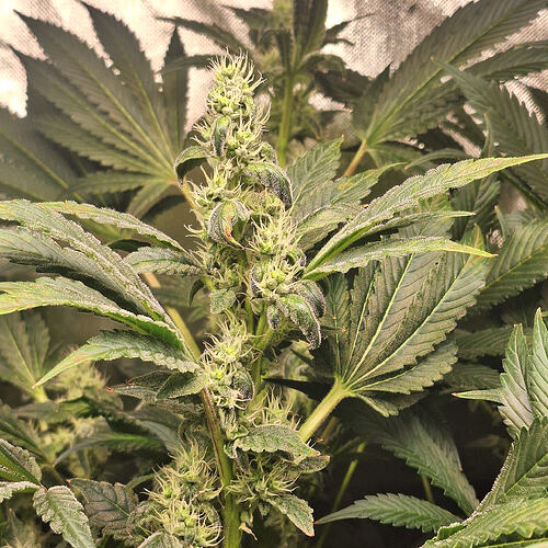Growreport Bild 5