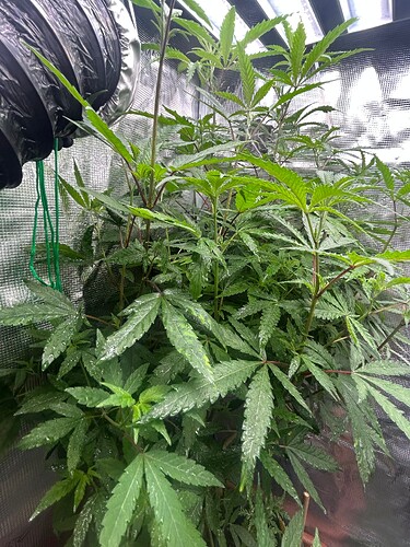 Growreport Bild 45