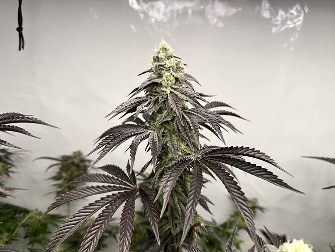 Growreport Bild 11