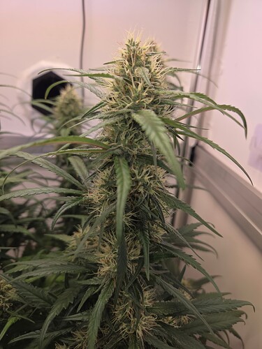 Growreport Bild 12