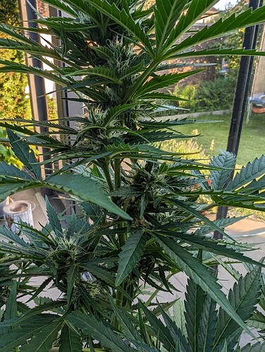 PXL_20240604_182538335