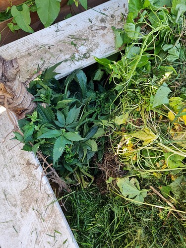 Growreport Bild 4