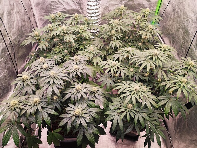 Growreport Bild 19
