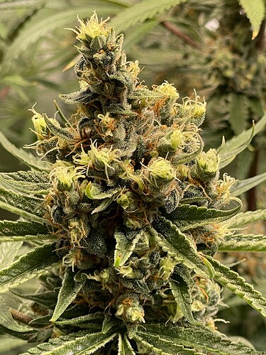 Growreport Bild 19