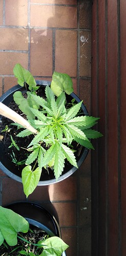 Growreport Bild 7
