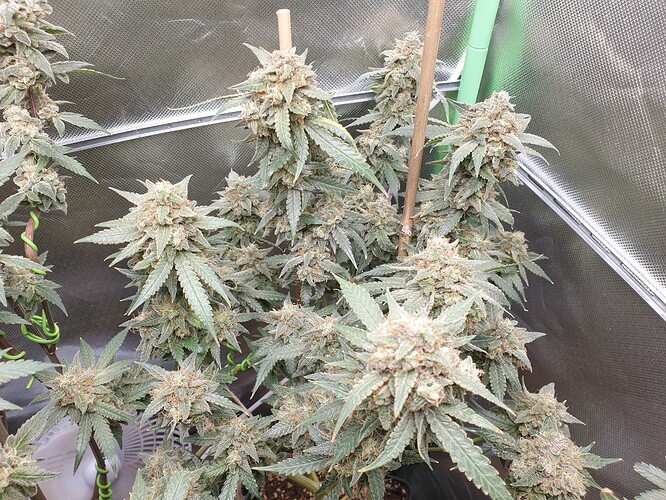 Growreport Bild 6