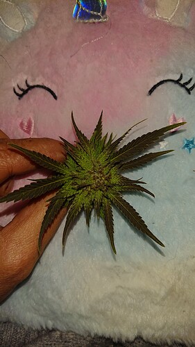 Growreport Bild 29