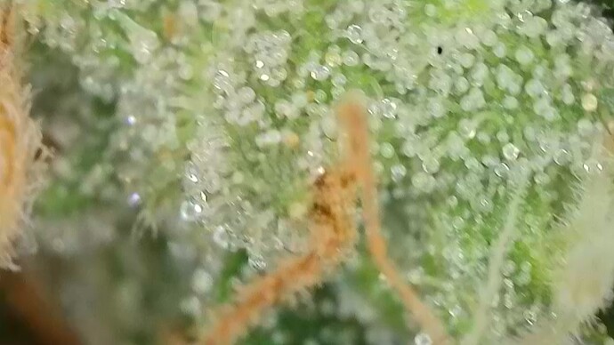 Growreport Bild 10