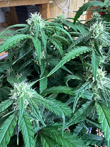 Growreport Bild 11