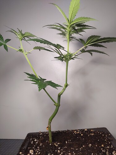 IMG_20240305_174141_665