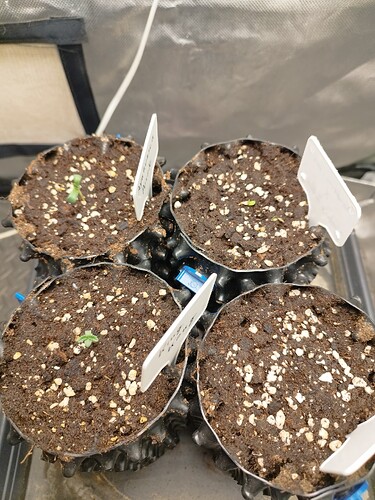 Growreport Bild 5