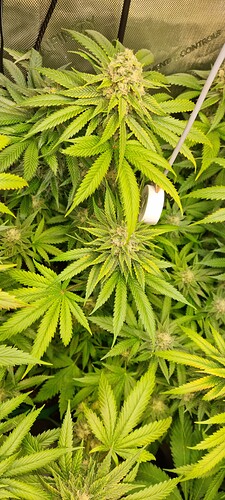 Growreport Bild 30