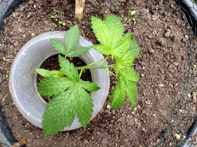 Growreport Bild 67