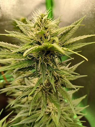 Growreport Bild 4