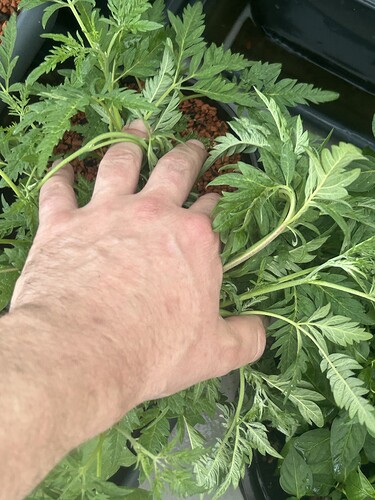 Growreport Bild 56