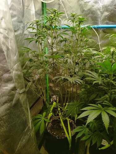 Growreport Bild 6