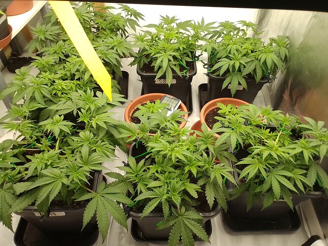 Growreport Bild 13