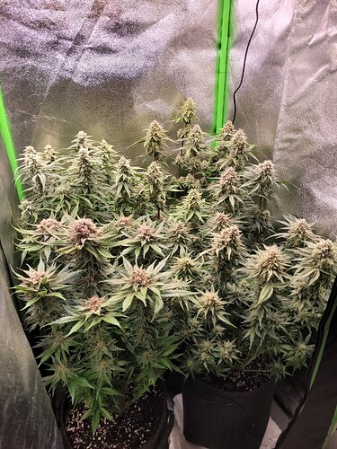 Growreport Bild 8
