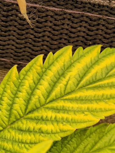 ResizedImage_2025-01-19_15-13-15_3