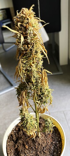 Growreport Bild 1